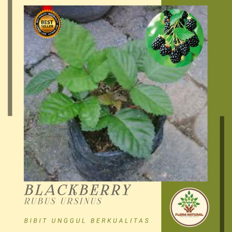 Bibit tanaman buah blackberry pohon blackberry