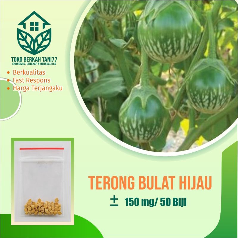 Benih Terong Lalap Hijau Terong Bulat hijau Sayuran Unggul Berkualitas - Bibit Tanaman Sayur