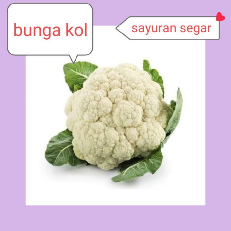 

BUNGA KOL