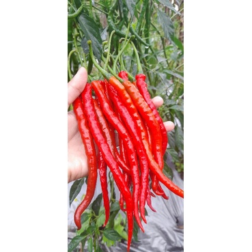 

Cabe Keriting Merah 100gram