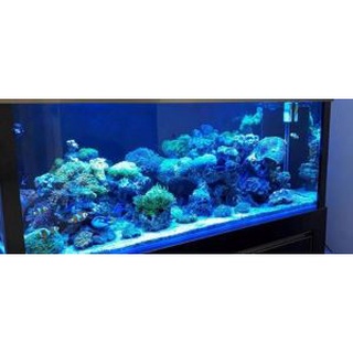 Lampu aquarium 50cm / Lampu led / Lampu celup / Lampu neon / LAMPU HIAS HIASAN AQUARIUM DEKORASI AKUARIUM