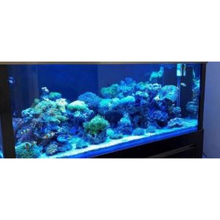 Lampu aquarium 60cm / Lampu led / Lampu celup / Lampu neon / LAMPU HIAS HIASAN AQUARIUM DEKORASI AKUARIUM