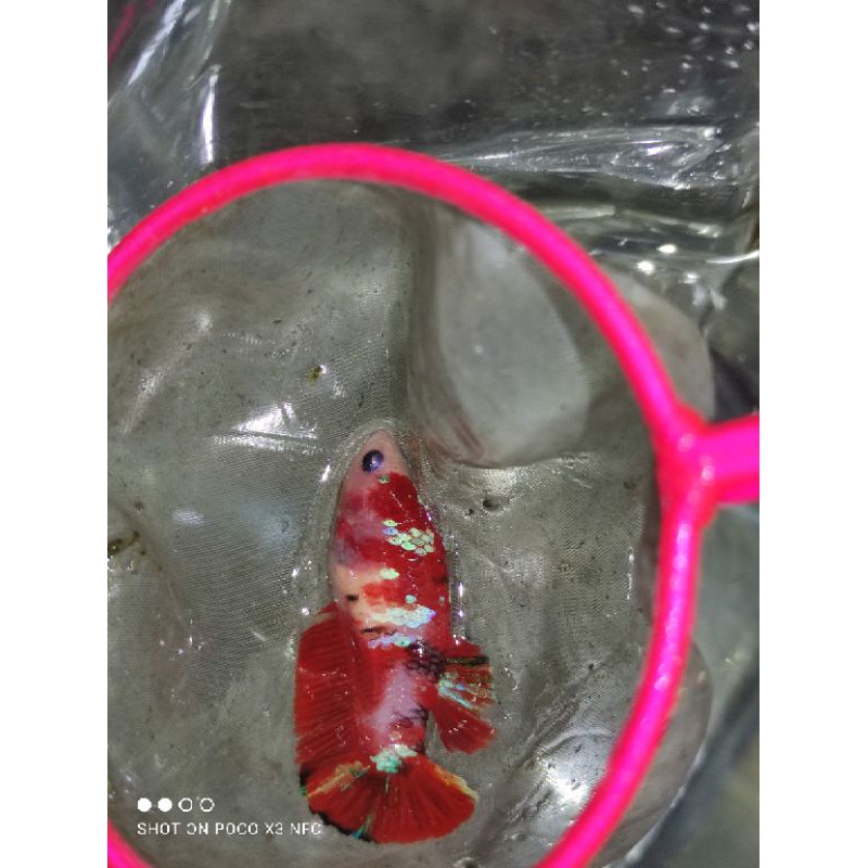 cupang indukan female red koi galaxy gold 5,5 bln siap breeding real pict