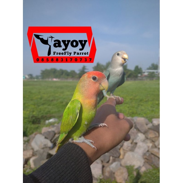 Lovebird non klep jinak skill outdor