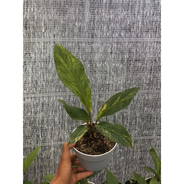 anthurium hokeri Super Red Varigata remaja