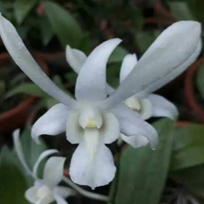 Anggrek dendro dendrobium caesar white dewasa,spike,knop dan bunga