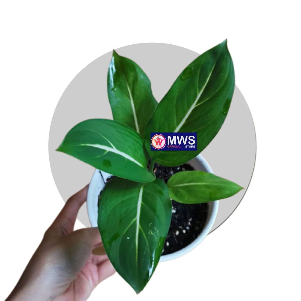 AGLONEMA HIJAU GARIS PUTIH tanaman hias mws official store
