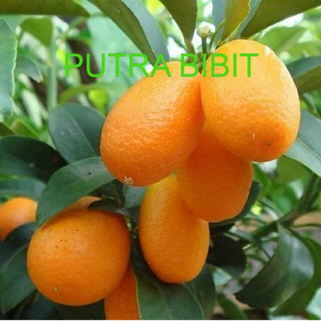 Jeruk Nagami Sudah Berbuah /bibit tanaman jeruk nagami