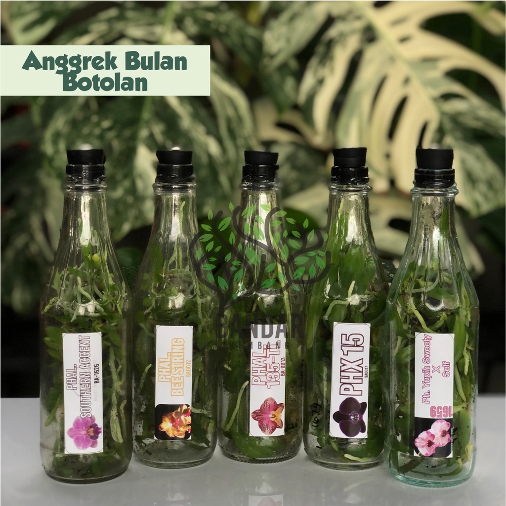 Anggrek Bulan Bibit Botolan Seedling Anggrek Bulan Botol