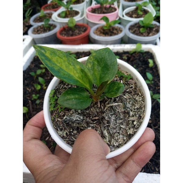 jemani tanduk varigata