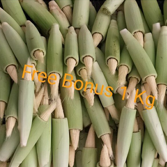 

Jagung Acar | Jagung baby | Jagung Putren 250gr + Gratis Bonus