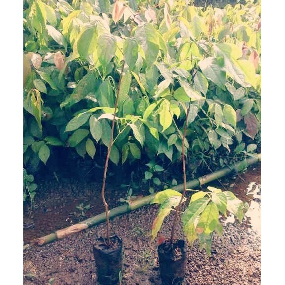 

6 Bibit Kopi Robusta Super Unggul