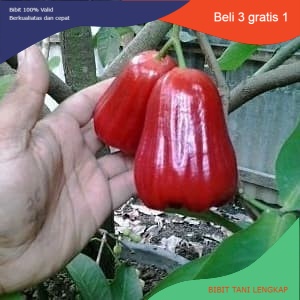 Bibit Tanaman Jambu Air Citra Merah Unggulan