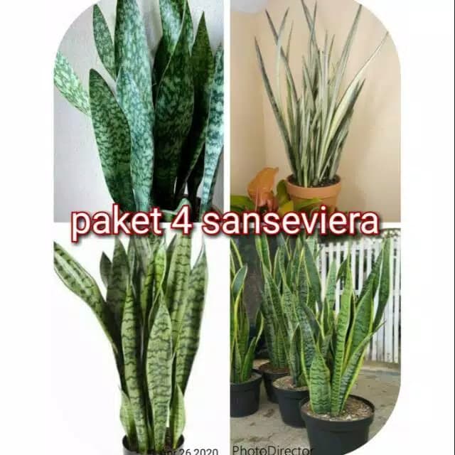 Paket Pohon sanseveria 4 jenis tanaman anti polusi Pohon lidah mertua TERLARIS