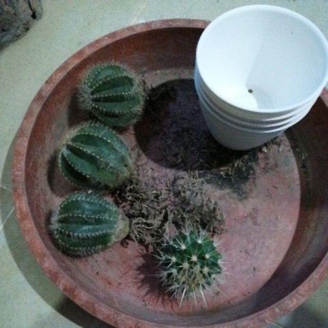 Kaktus Ownroot Magnifikus + Pot Tawon Putih