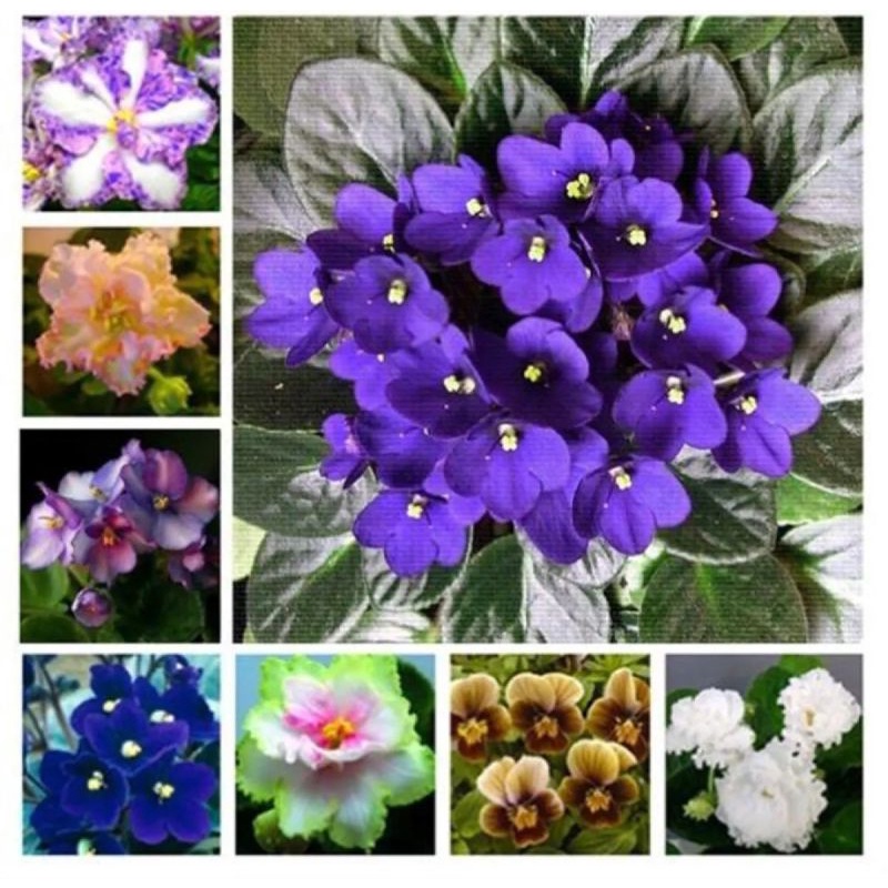 Benih Biji Bunga Violet Afrika Original