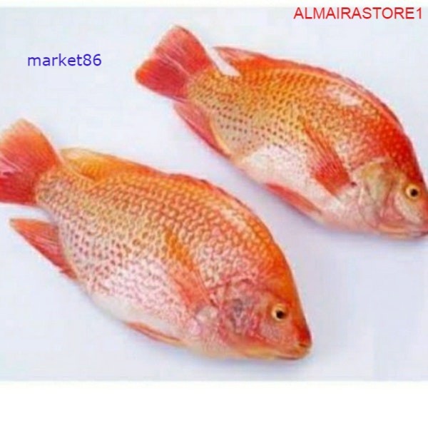 

IKAN NILA MERAH SEGAR 500 GRAM - WFB .