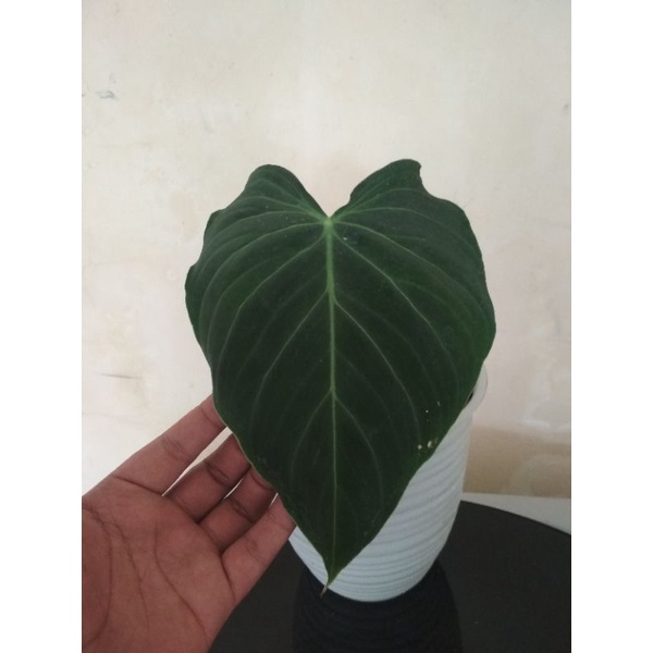 Philo Splendid, phillodendron splendid, phillodendron murah, Splendid murah