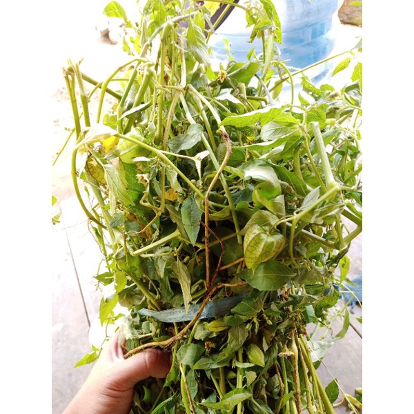 

ciplukan segar herbal [perpohon]