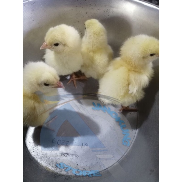 BIBIT ANAK AYAM PEDAGING DOC PEJANTAN