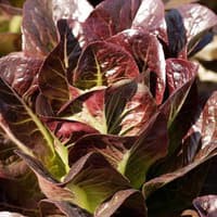 Benih Bibit Biji - Lettuce Red Romaine Selada Romain Merah Seeds - Panen Dalam 35 Hari