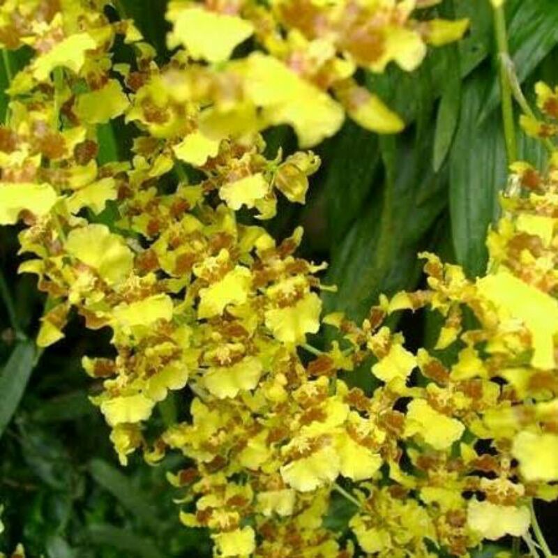 Anggrek Oncidium Americana