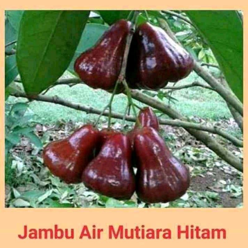 Bibit buah Jambu Air Mutiara Hitam