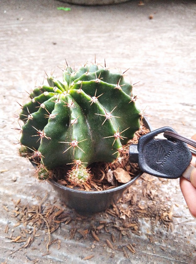 Kaktus Echinopsis Ownroot + Pot