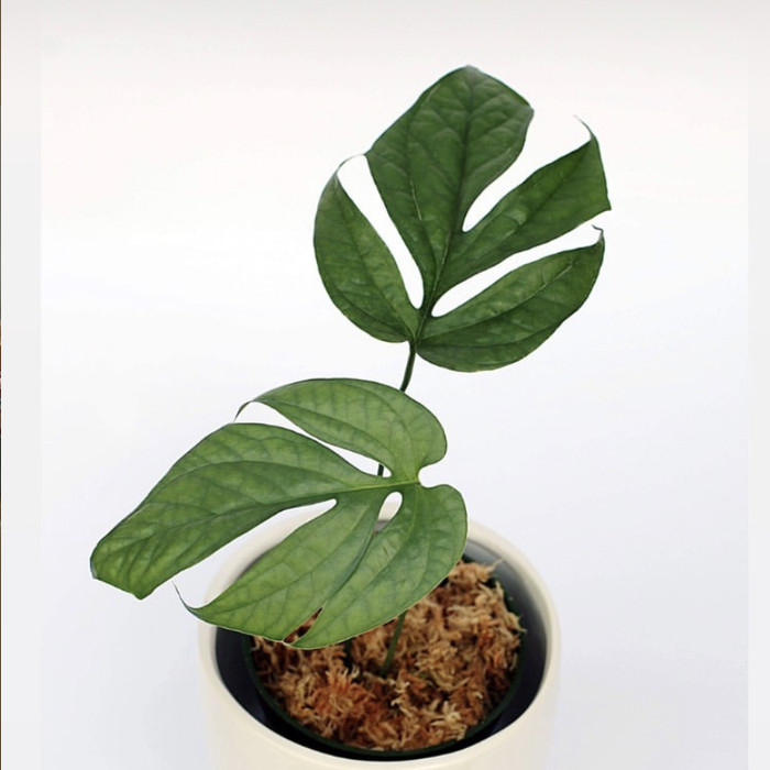 Rare item - amydrium medium silver - amydrium silver