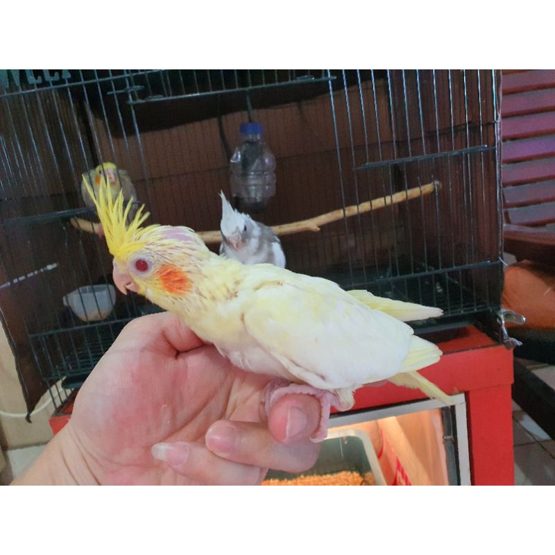 falk cockatiel parkit australia lutino mata merah