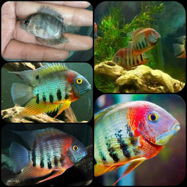 Ikan severum rotkeil untuk aquarium