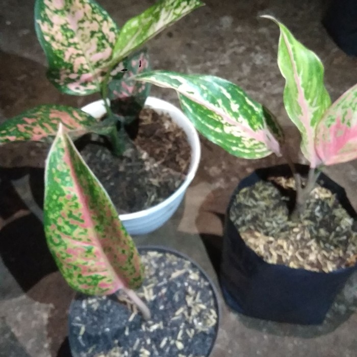 Paket 3 tanaman hias AgloNema pink sunset, red stardus, pink dalmation