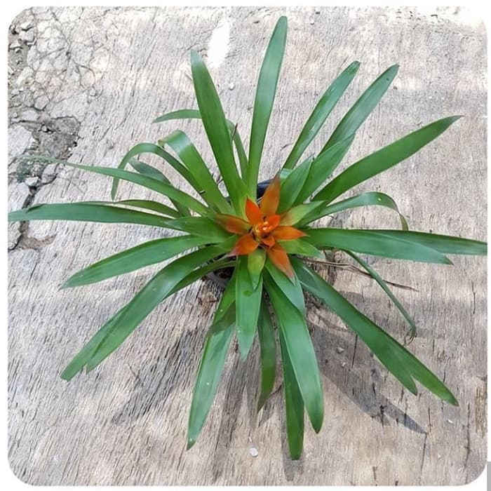 tanaman hias bromelia bunga merah - bromelia merah