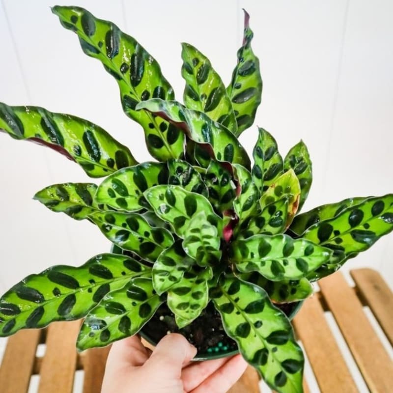 PROMO!! Tanaman Hias Calathea Lancifolia - Calathea Indoor Plants