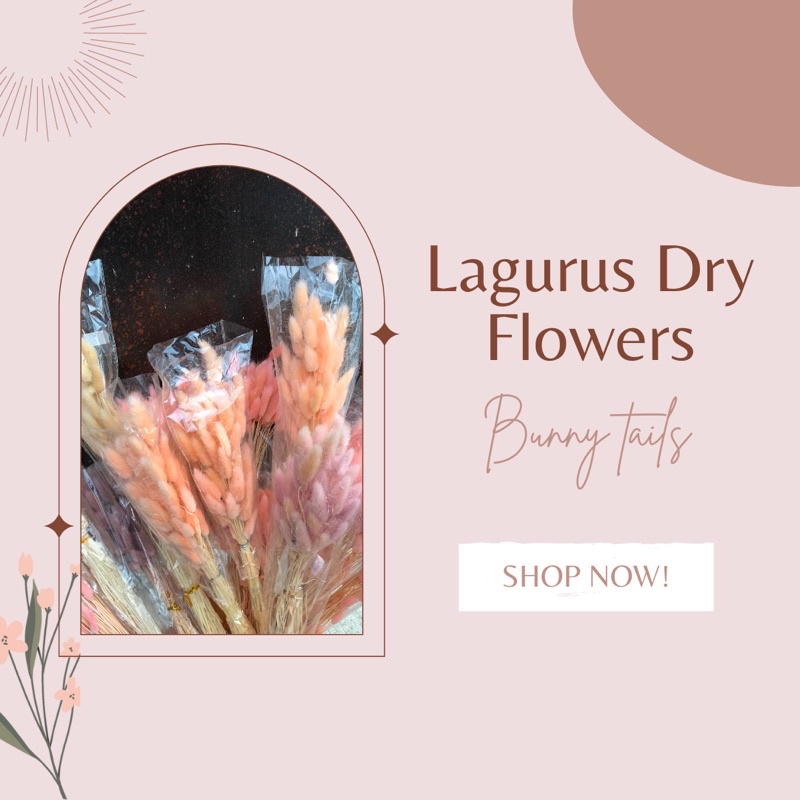 Lagurus/Bunny Tail satuan/Dry Flowers/Lagurus lovergrass caspea