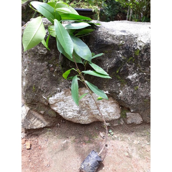 beringin iprik 60cm preh apak