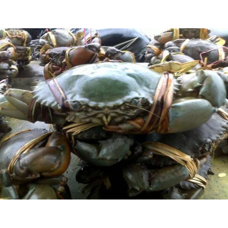 

kepiting isi 3 per 1 kg