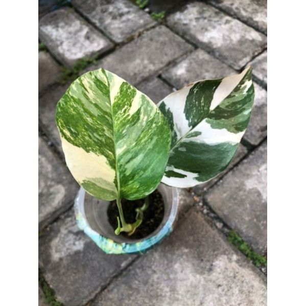 Epipremnum Pinatum Variegata