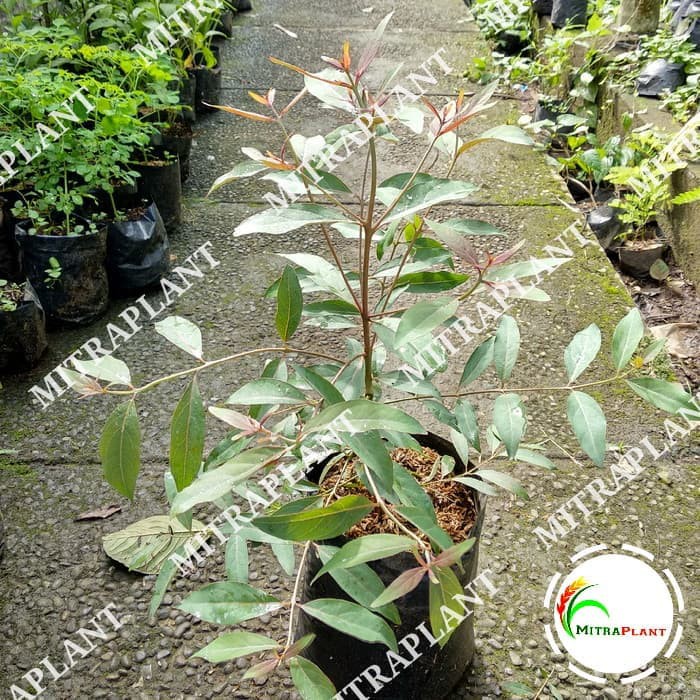 Bibit Pohon Pelangi Bibit Pohon Eucalyptus Bibit Pohon Rainbow