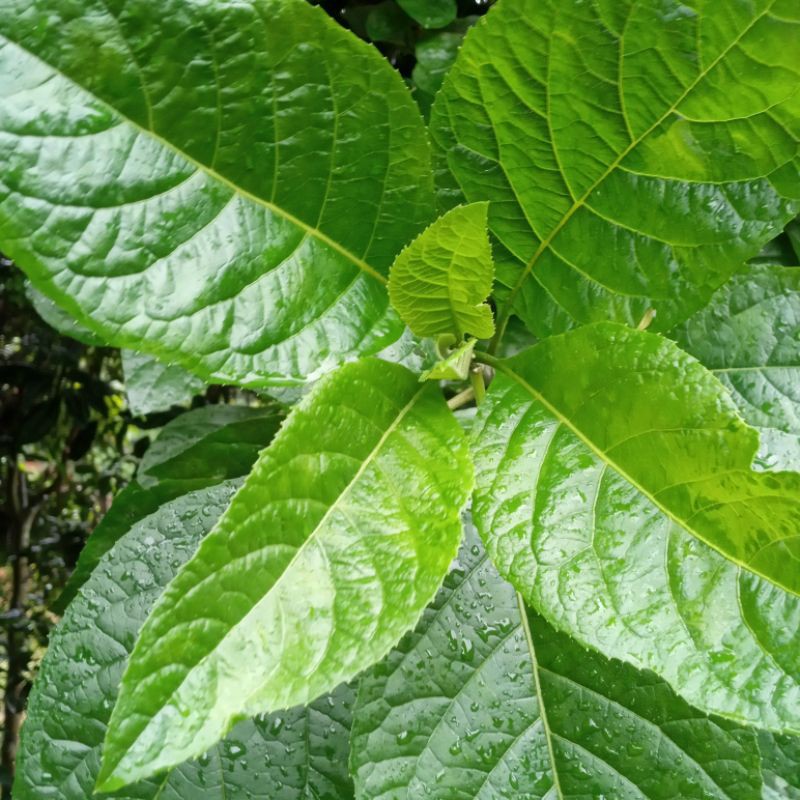 

daun Aprika press segar 500 grm