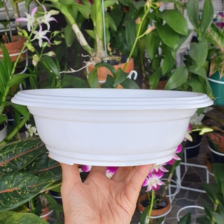  Pot  bonsai murah 25 pot  ceper  murah pot  murah grosir pot  