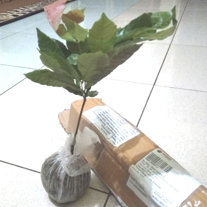 

Bibit matoa / Pohon matoa / Buah matoa