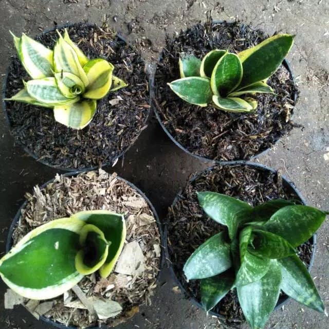 Paket 4 jenis tanaman hias sansivera ( kodok kodokan) TERLARIS