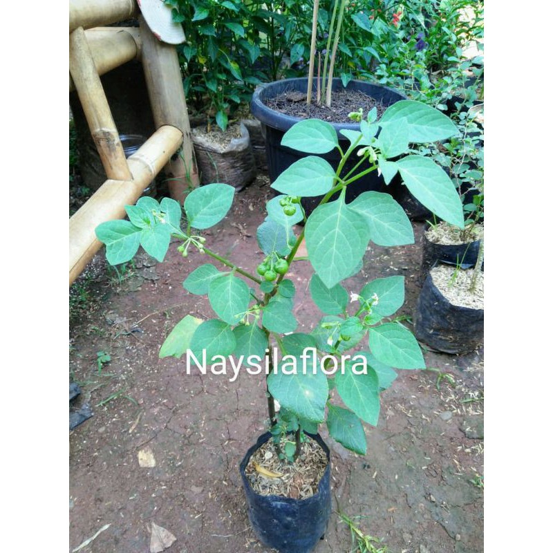 tanaman sayur leunca/buah leunca/pohon leunca