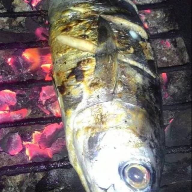 Ikan Tongkol Bakar Bumbu Kuning Shopee Indonesia