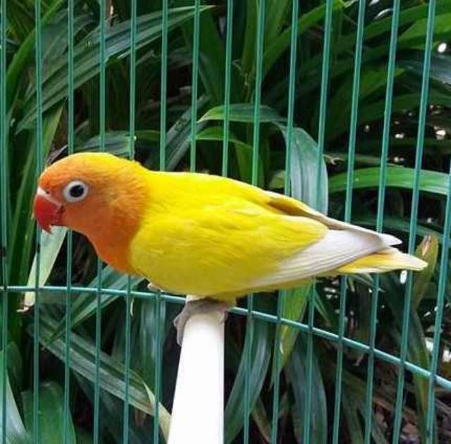 Lovebird Paskun Shopee Indonesia