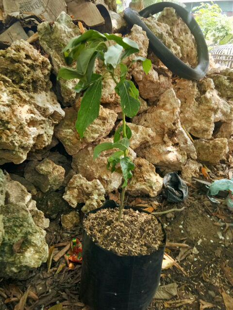 Termurah/ Paling Murah Pakettt 3batang Bibit Tanaman Buah Alpukat Lam Hass