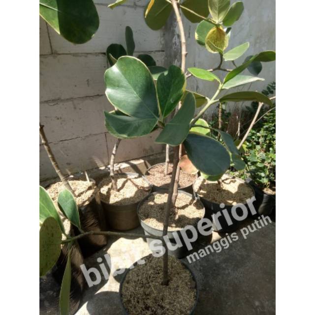 Bibit buah manggis putih