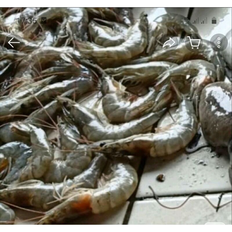 

udang besar fresh 250gr