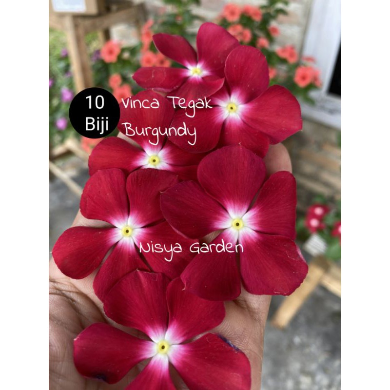 vinca tegak burgundy